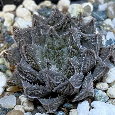 SH38623 Haworthia ‘Bunraku’ HKX-3, ex Cactus Nishi