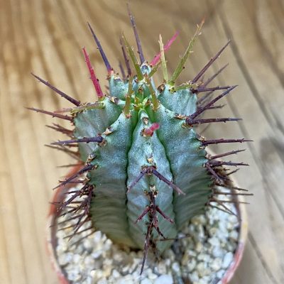 SH38625 Euphorbia horrida hybrid