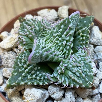 SH38627 Faucaria tuberculosa, seedling -Japan-
