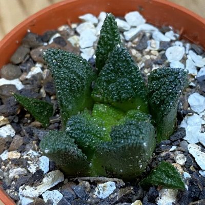 SH38628 Ariocarpus fissuratus v. hintonii
