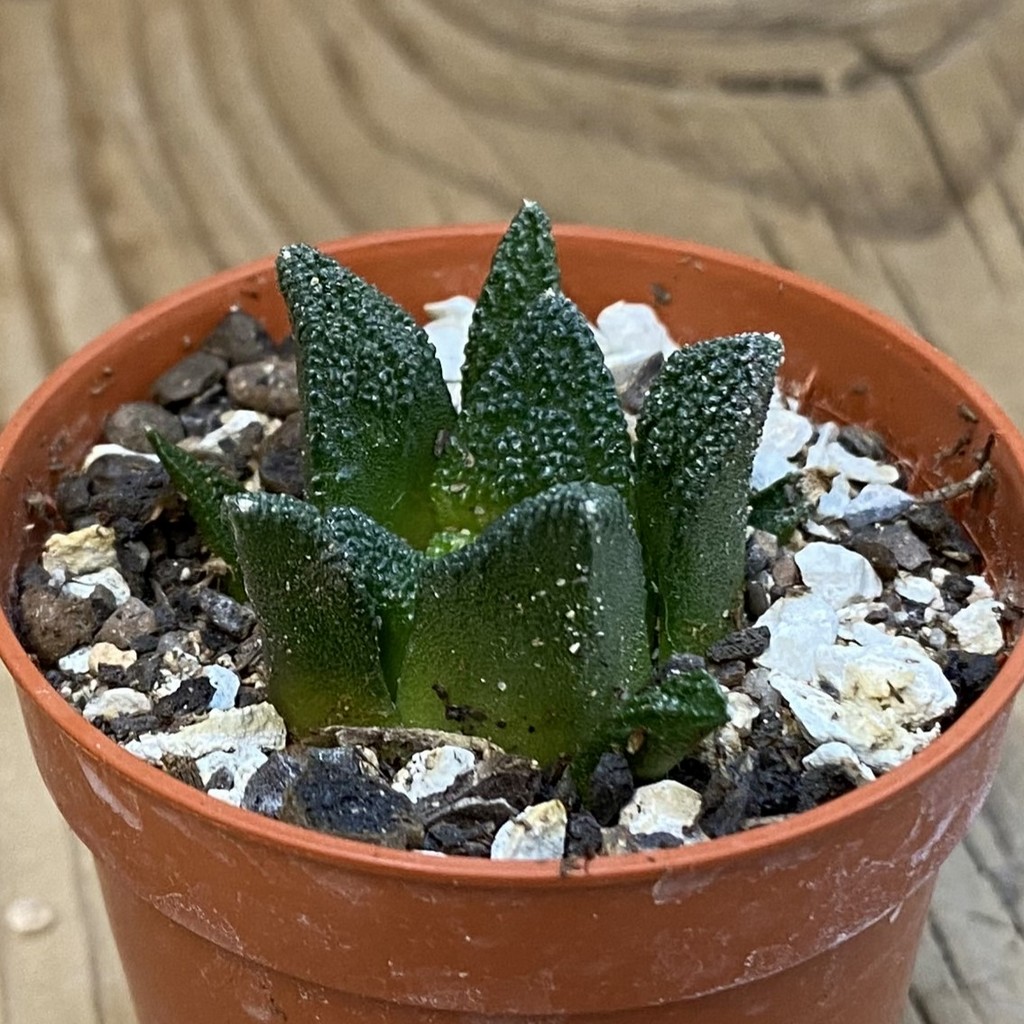 SH38628 Ariocarpus fissuratus v. hintonii - Image 2