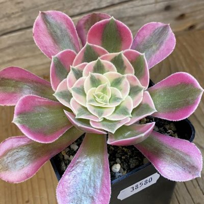 SH38580 Aeonium 'Stunning Beauty'
