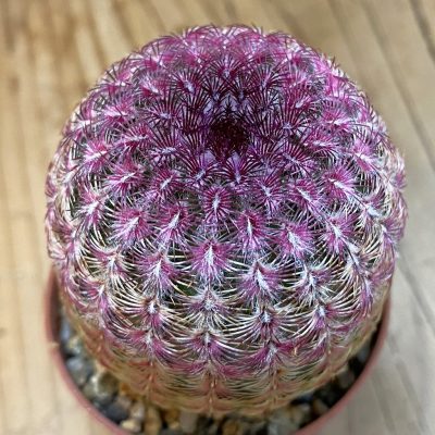 SH38629 Echinocereus rigidissimus v. rubispinus