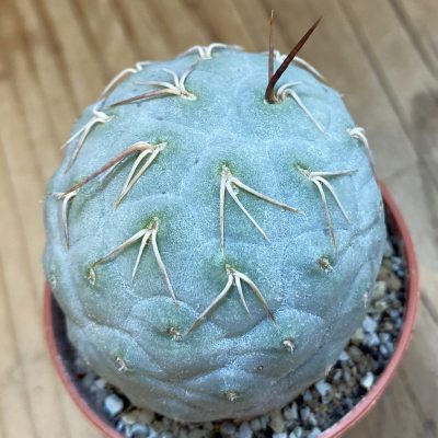 SH38630 Tephrocactus geometricus