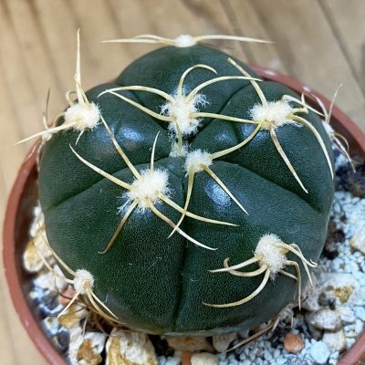 SH38633 Gymnocalycium denudatum