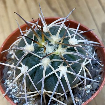 SH38634 Gymnocalycium spegazzinii VS-120