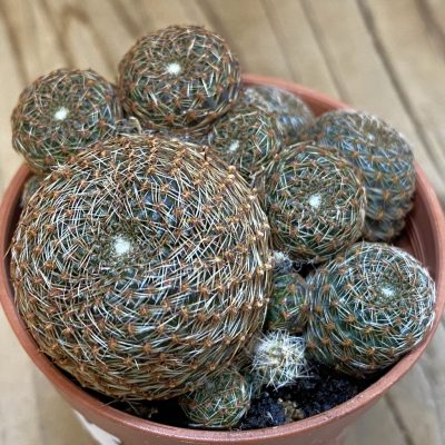 SH38635 Rebutia heliosa v. condorensis