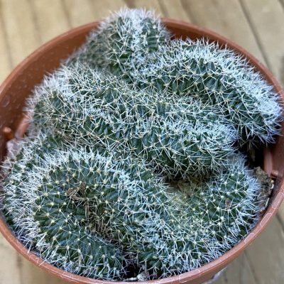 SH38636 Lobivia densispina f. cristata