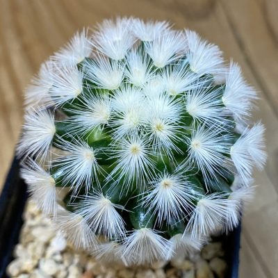 SH38642 Mammillaria carmenae hybrid
