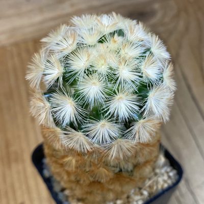 SH38643 Mammillaria carmenae hybrid