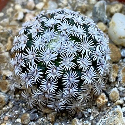 SH38644 Mammillaria hernandezii