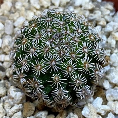 SH38645 Mammillaria hernandezii