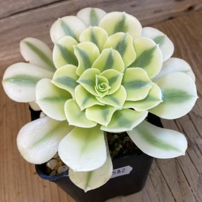 SH38582 Aeonium ‘Maybach’