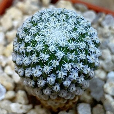 SH38646 Pelecyphora strobiliformis, 6 years old