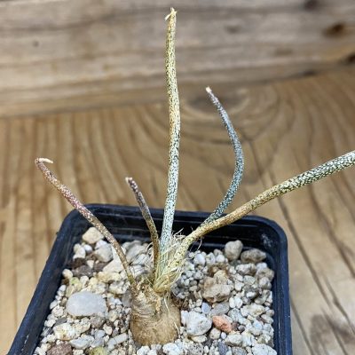 SH38647 Astrophytum caput-medusae, seedling