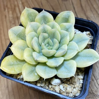 SH38576 Echeveria 'Moon Fairy'
