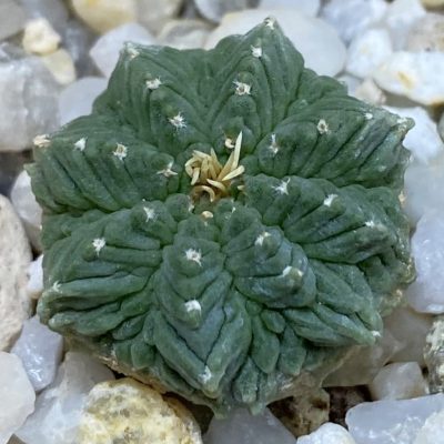 SH38649 Aztekium ritteri VM 619, seedling