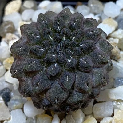 SH38650 Thelocephala esmeraldana PV1935
