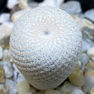 SH38652 Epithelantha bokei MMR 287