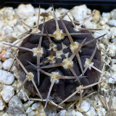 SH38654 Gymnocalycium riojense VG 247