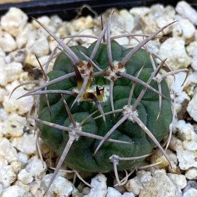 SH38655 Gymnocalycium ferocior VG 512
