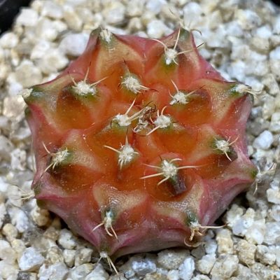 SH38656 Gymnocalycium mihanovichii ‘Neon’ hybrid