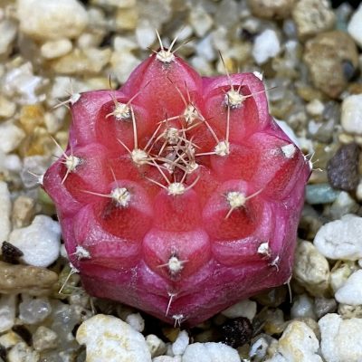 SH38657 Gymnocalycium mihanovichii ‘Neon’ hybrid