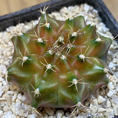 SH38658 Gymnocalycium mihanovichii ‘Neon’ hybrid