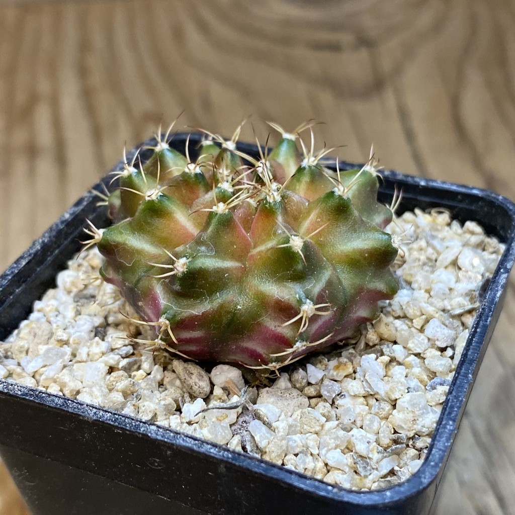 SH38658 Gymnocalycium mihanovichii ‘Neon’ hybrid - Image 2