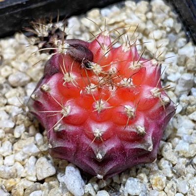 SH38659 Gymnocalycium mihanovichii ‘Neon’ hybrid