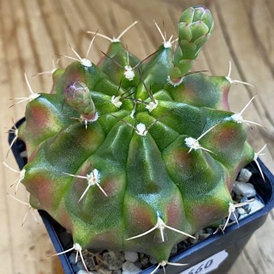 SH38660 Gymnocalycium mihanovichii ‘Neon’ hybrid