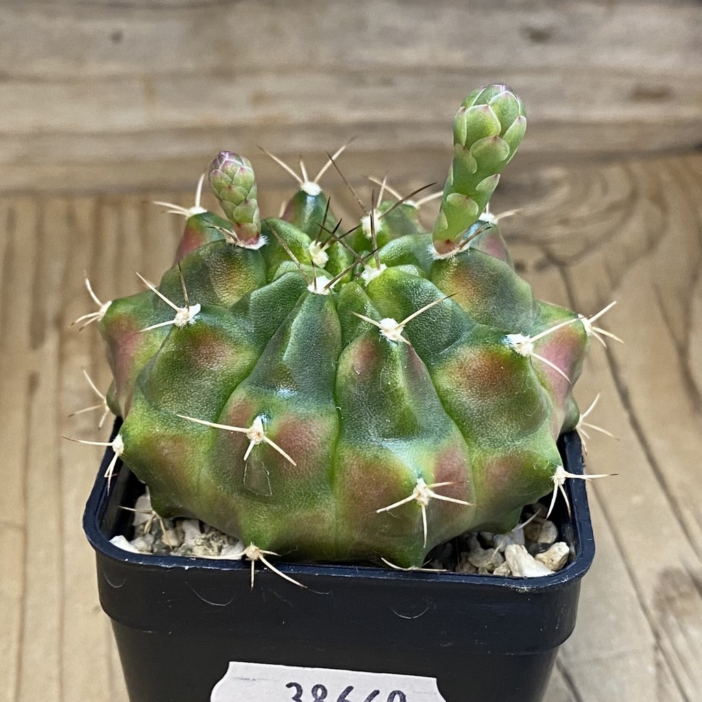 SH38660 Gymnocalycium mihanovichii ‘Neon’ hybrid - Image 2