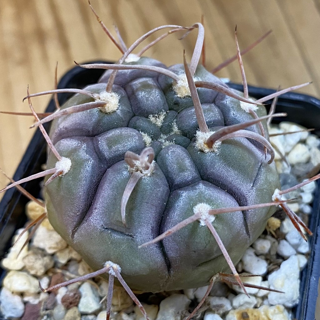 SH38661 Gymnocalycium bozsingianum KK 335.5