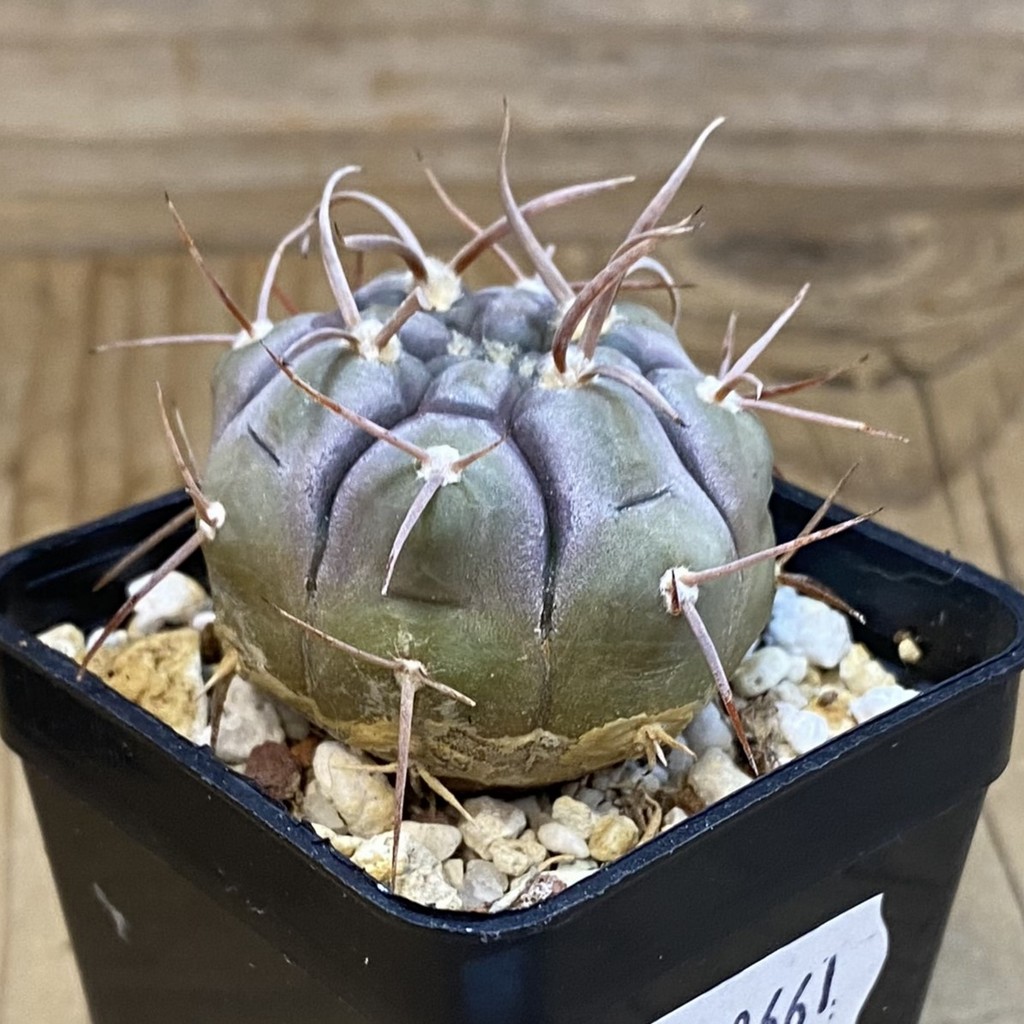 SH38661 Gymnocalycium bozsingianum KK 335.5 - Image 2