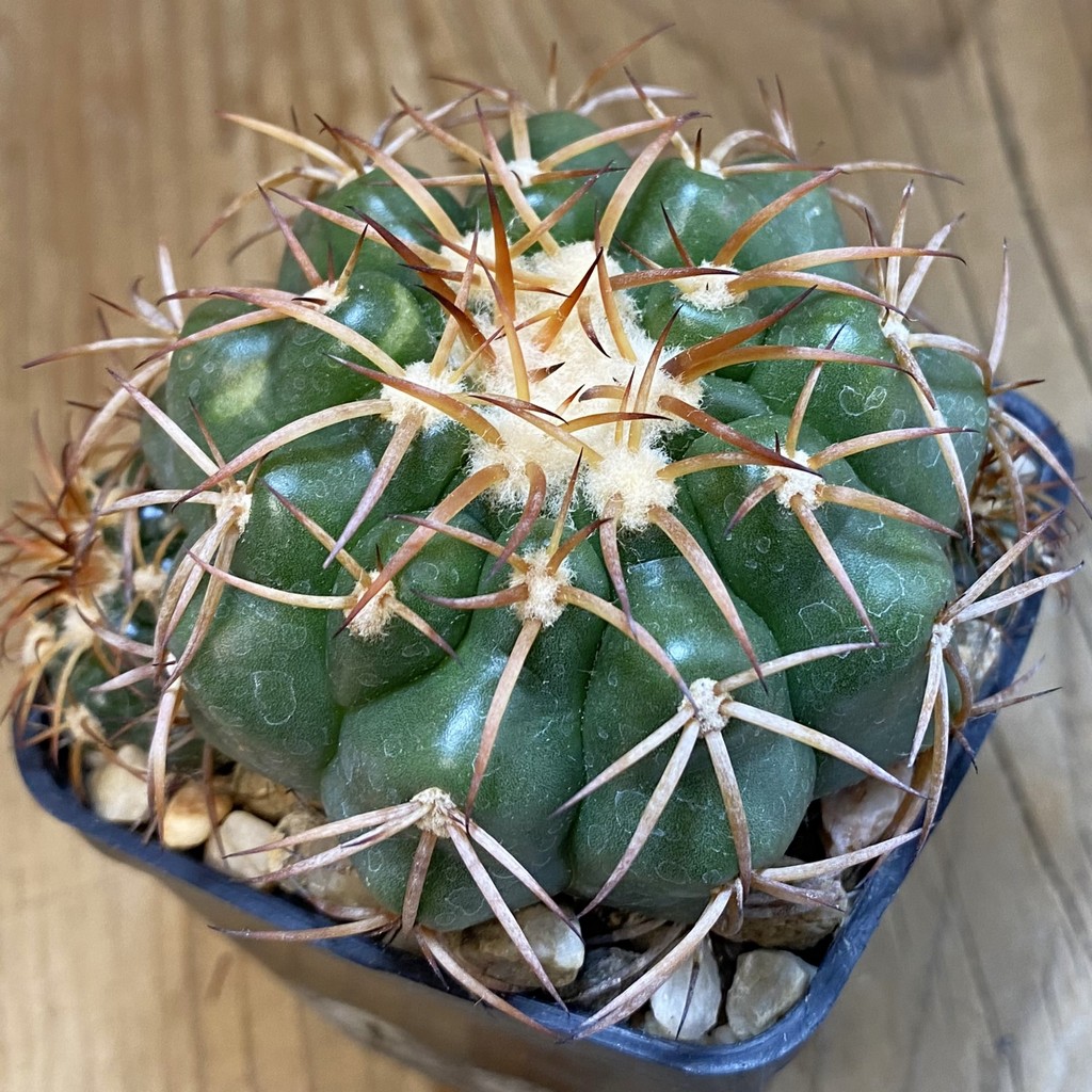 SH38663 Discocactus cangaensis MH 886, own roots