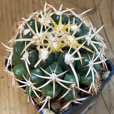 SH38664 Discocactus zehntneri MH 725, own roots