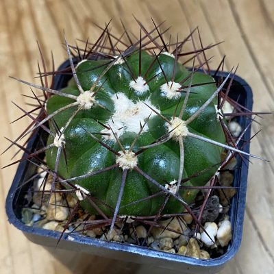 SH38666 Discocactus lindaianus E9, own roots