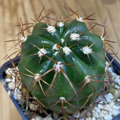 SH38667 Discocactus estevesii MH791, own roots