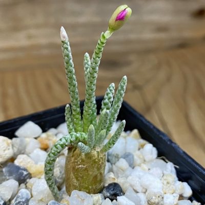 SH38668 Avonia quinaria