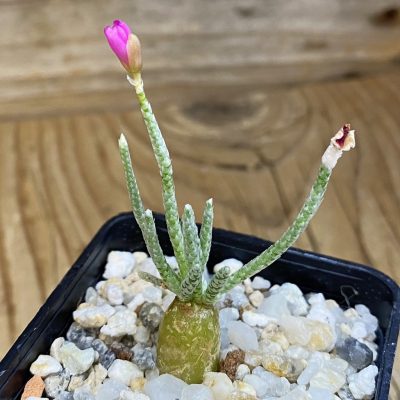 SH38669 Avonia quinaria