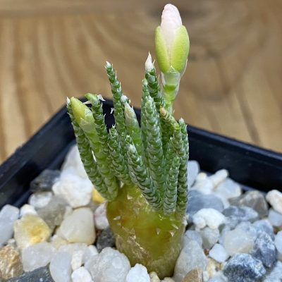 SH38670 Avonia alstonii