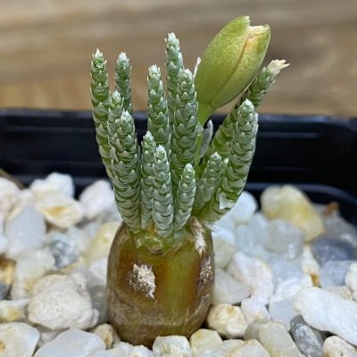 SH38671 Avonia alstonii