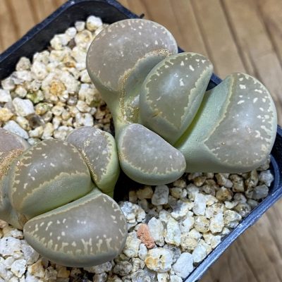 SH38587 Lithops marmorata v. deitina