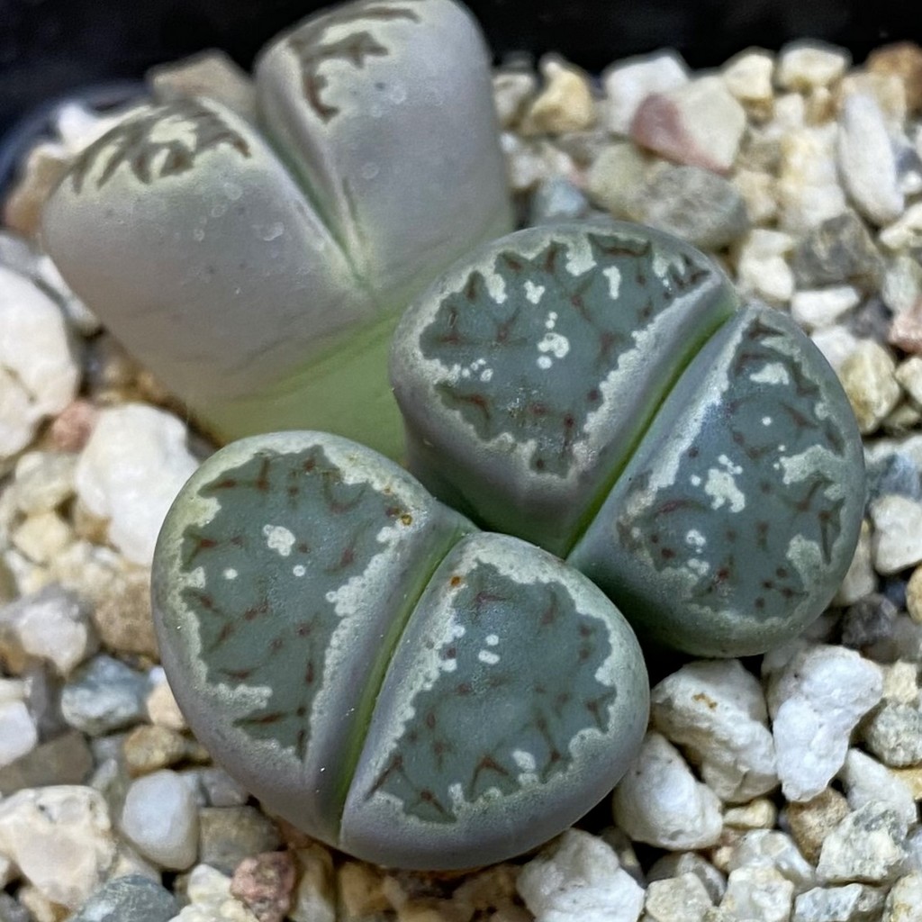 SH38588 Lithops dorotheae