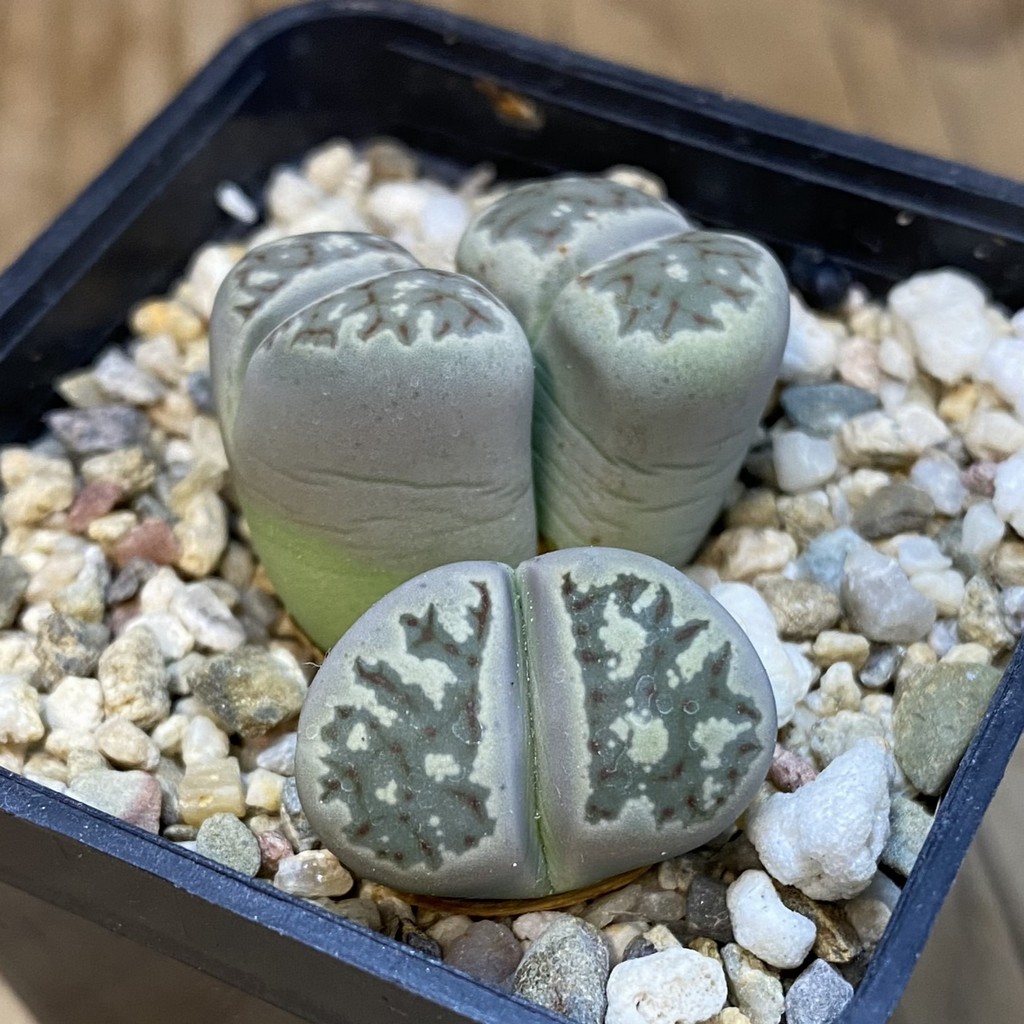 SH38588 Lithops dorotheae - Image 2