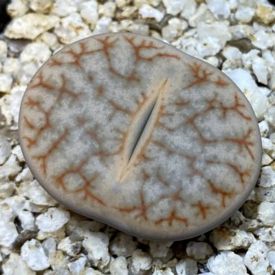 SH38589 Lithops pseudotruncatella v. dendritica