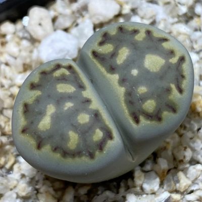 SH38590 Lithops julii v. fulleri