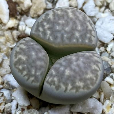 SH38591 Lithops marmorata v. framesii