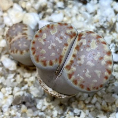 SH38592 Lithops julii v. fulleri