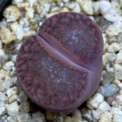 SH38593 Lithops bromfieldii v. glaudinae ‘Rubroroseus’